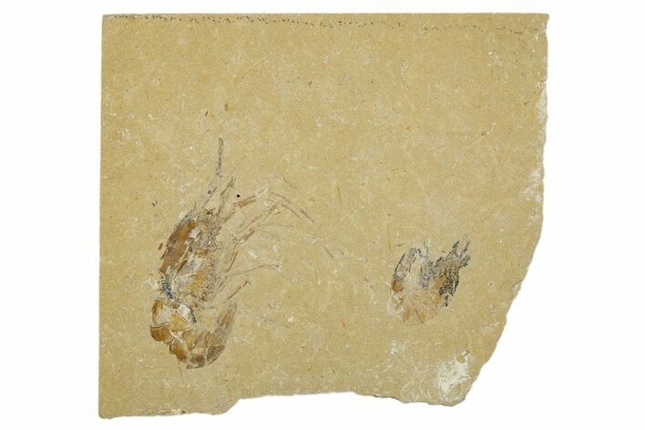 Two Cretaceous Fossil Shrimp - Lebanon #308515